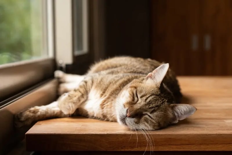 lazy-indoor-cat-napping