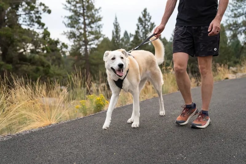 dog-walking-with-harness-and-short-leash