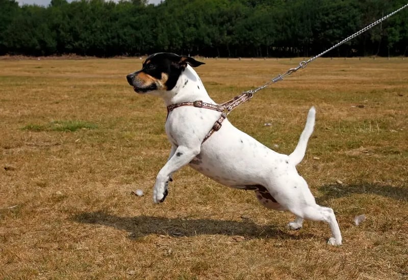 jack-russel-pulling-on-leash