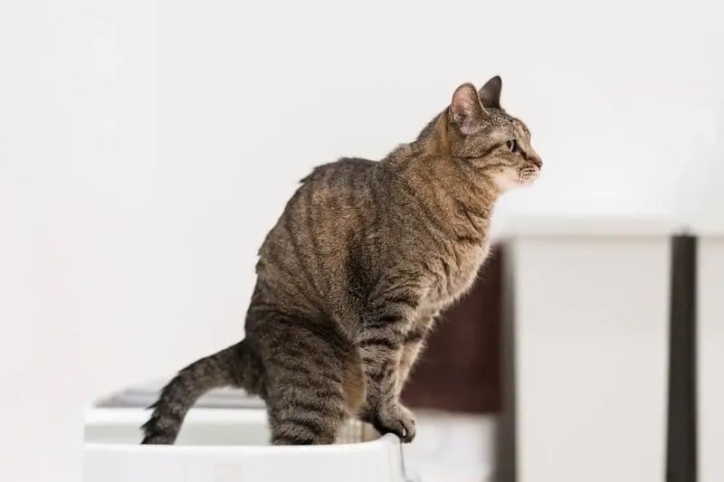 cat-straining-over-litterbox