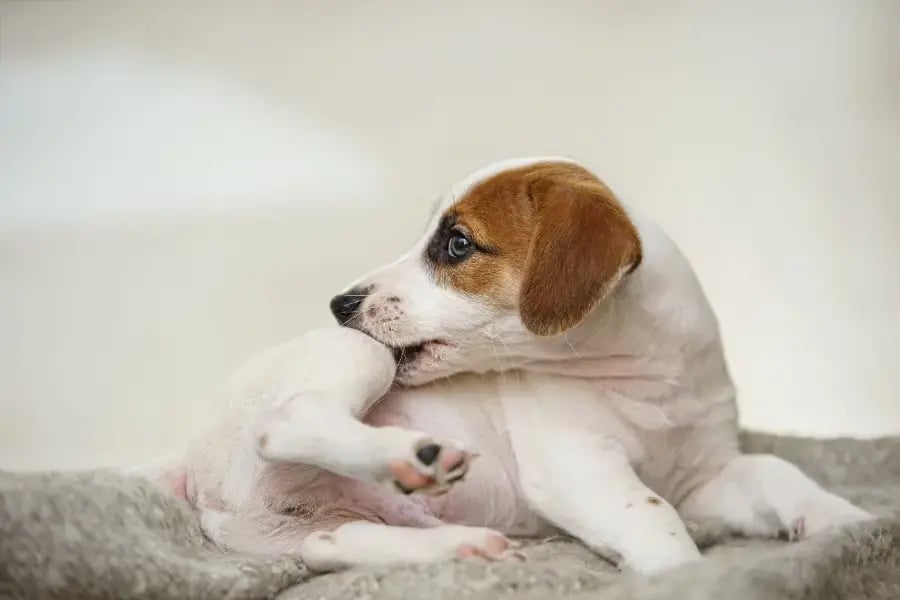itchy-puppy-chewing-on-leg