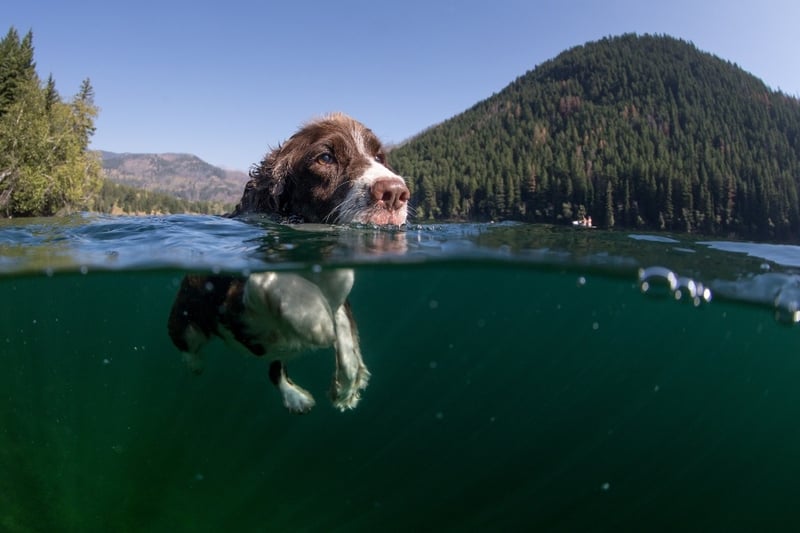 under-water-view-of-dog-swimming-in-lake