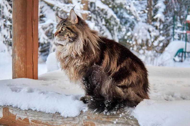 Maine-coon-in-snow