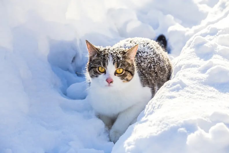 winter-cat