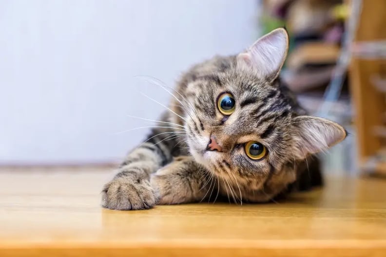 curious-cat-eyes