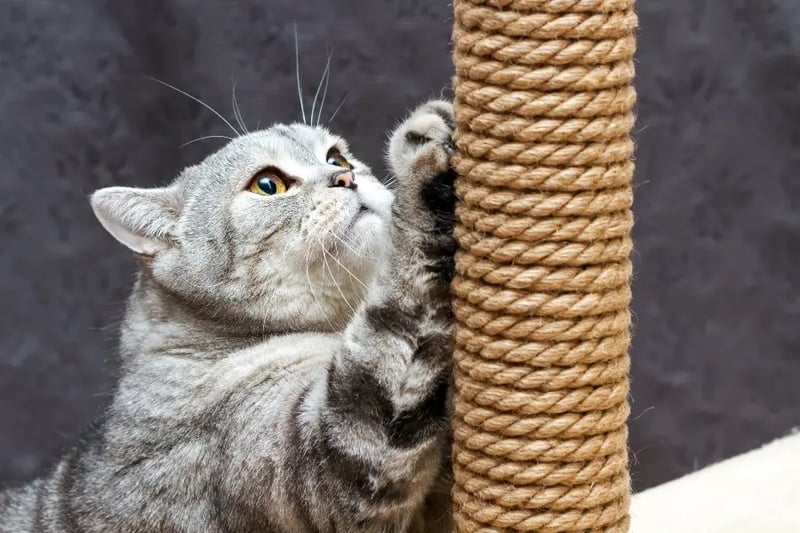 cat-scratching-a-sisal-post