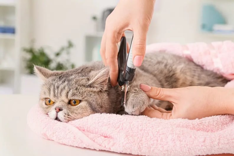 trimming-cat-dewclaws