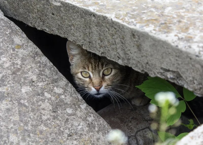 lost-cat-hides-under-porch