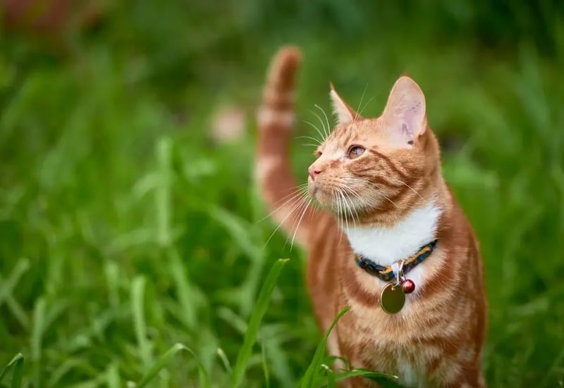 outdoor-cat-with-a-collar