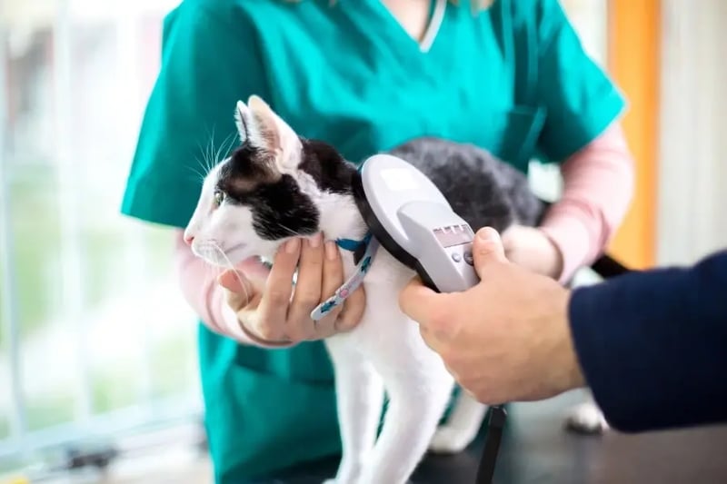 vet-scanning-for-cats-microchip