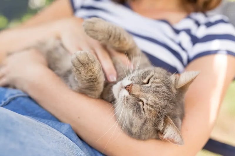 cat-getting-belly-rubs
