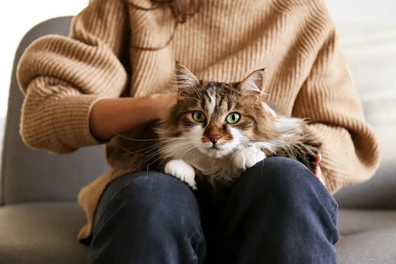 cat-on-a-lap