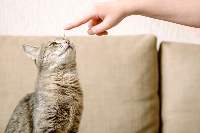 cat-sniffing-owners-hand
