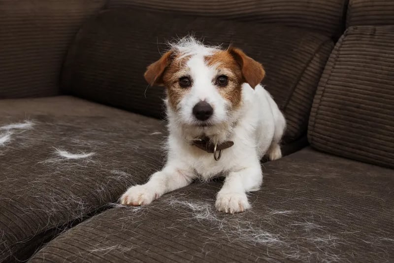 shedding-dog