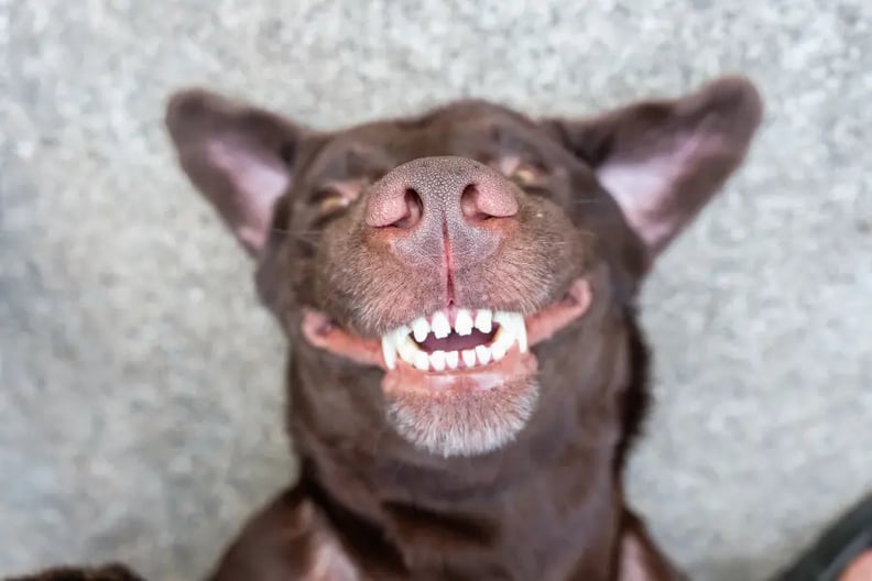 smiling-dog