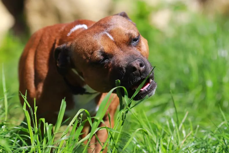dog-eating-grass