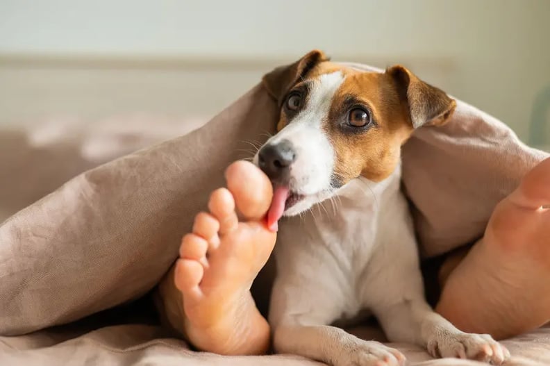 dog-licking-feet
