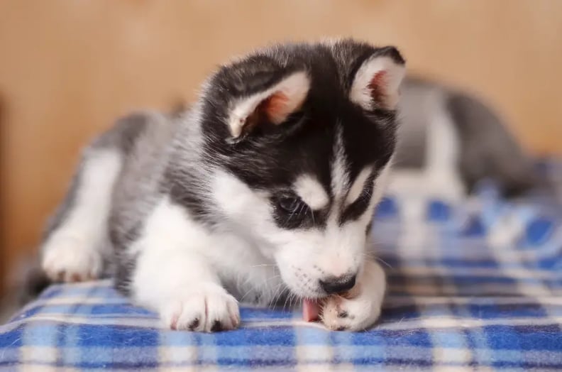 dog-licking-paws