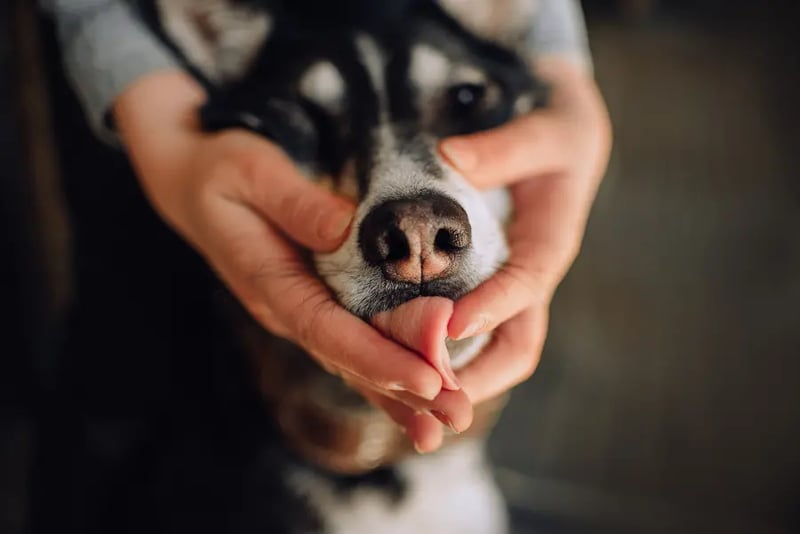 how-to-stop-dog-licking-you