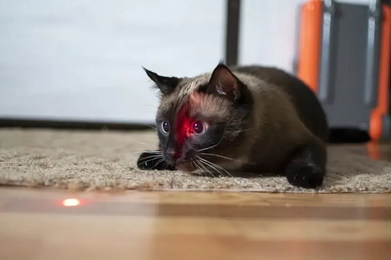 cat-hunting-a-red-dot