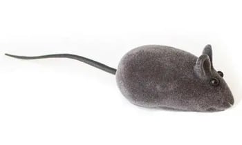 won-pet-cat-grey-mouse