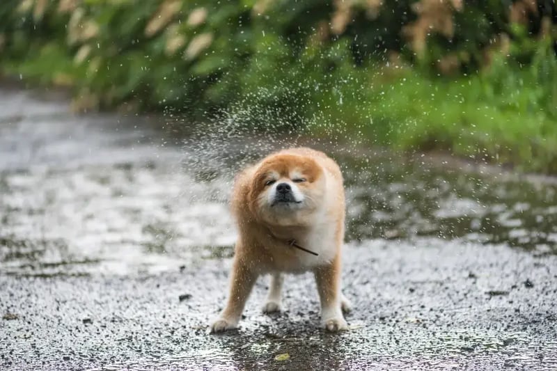 dog-shaking-off-rain-water