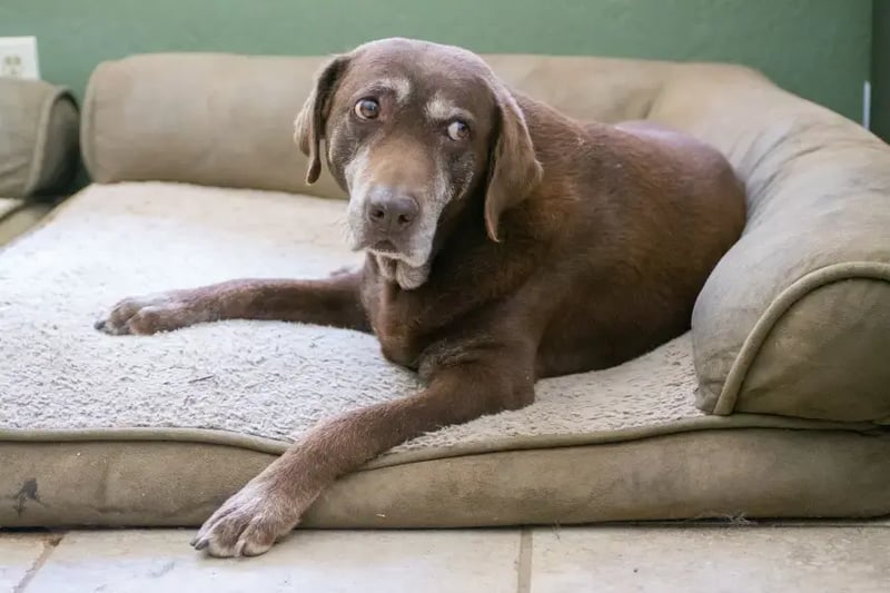 old-dog-laying-on-bed-side-eye