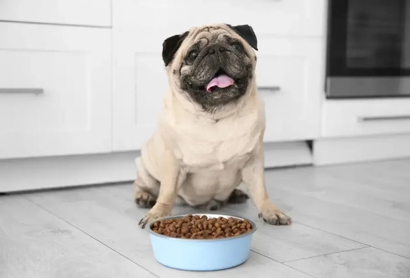 chunky-dog-with-a-bowl-full-of-dog-food