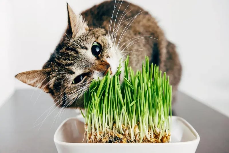 cat-chewing-on-cat-grass