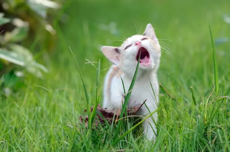 curious-kitten-tasting-grass
