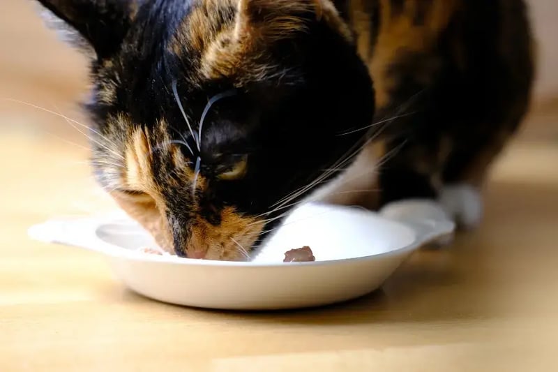 cat-eating-out-of-saucer-bowl