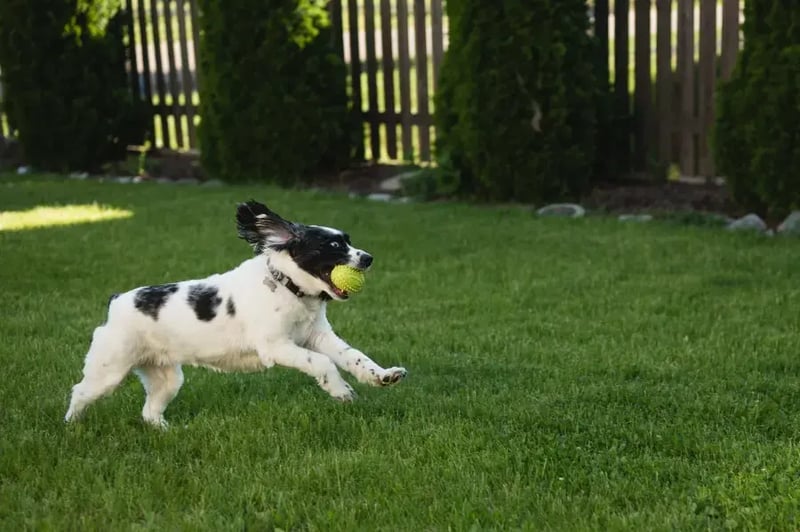 dog-running-across-backyard