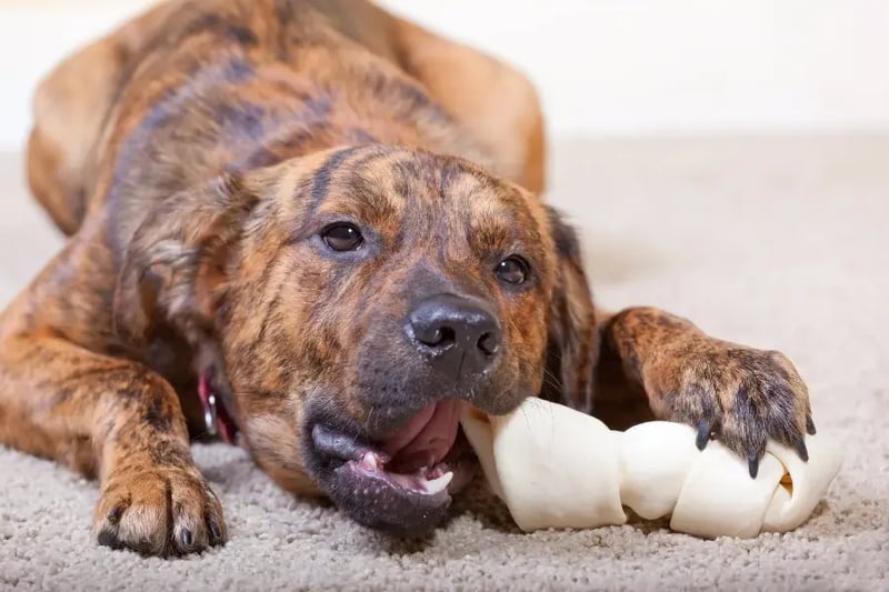 bridle-puppy-chewing-on-a-rawhide-feature
