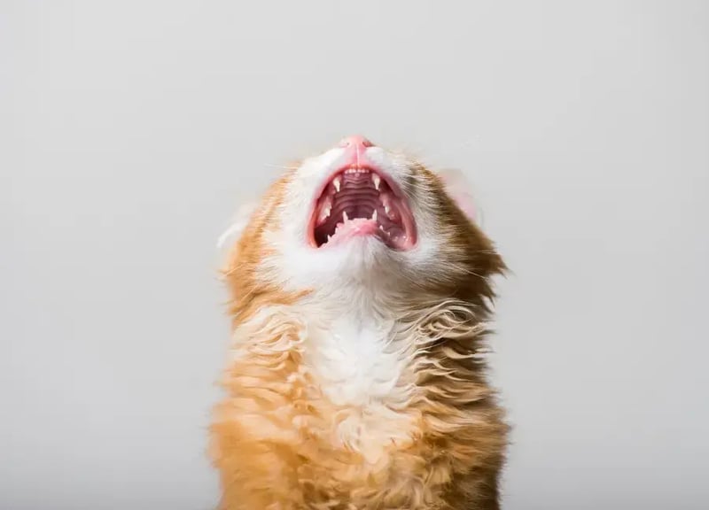 kitten-meowing-to-the-sky