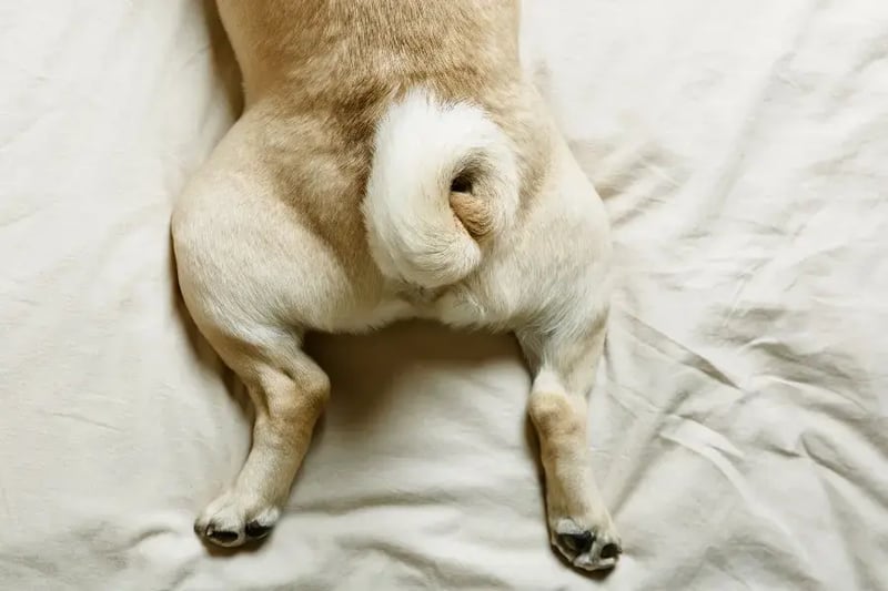 pug-butt-with-legs-stretched-out
