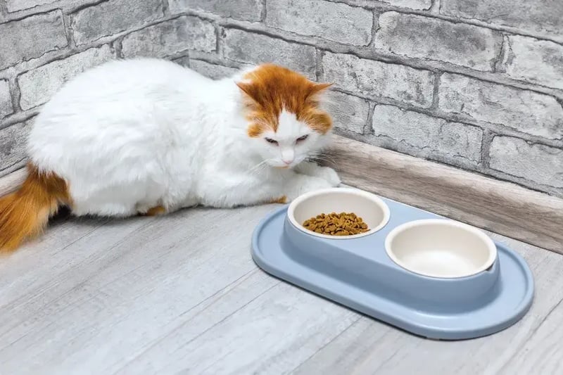 orange-and-white-cat-glaring-at-food-bowl