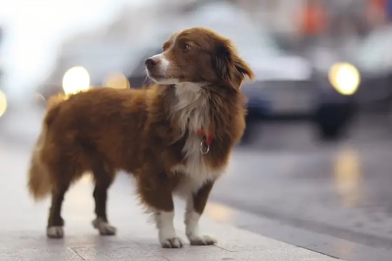 lost-dog-wandering-near-traffic