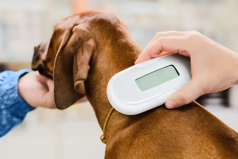 scanning-dog-for-microchip