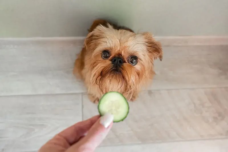 brussels-griffon-looking-up-at-hand-holding-a-slice-of-cucumber