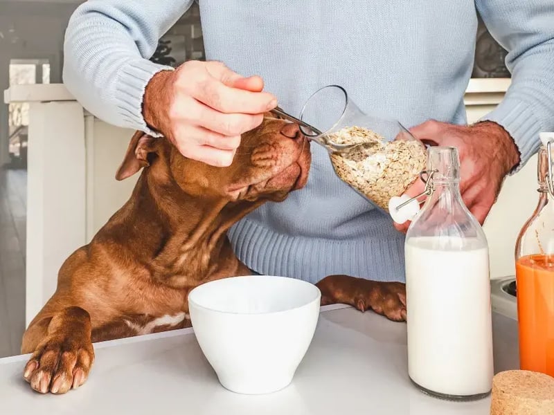 dog-jumping-at-counter-begging-for-oats-that-owner-is-scooping-into-bowl
