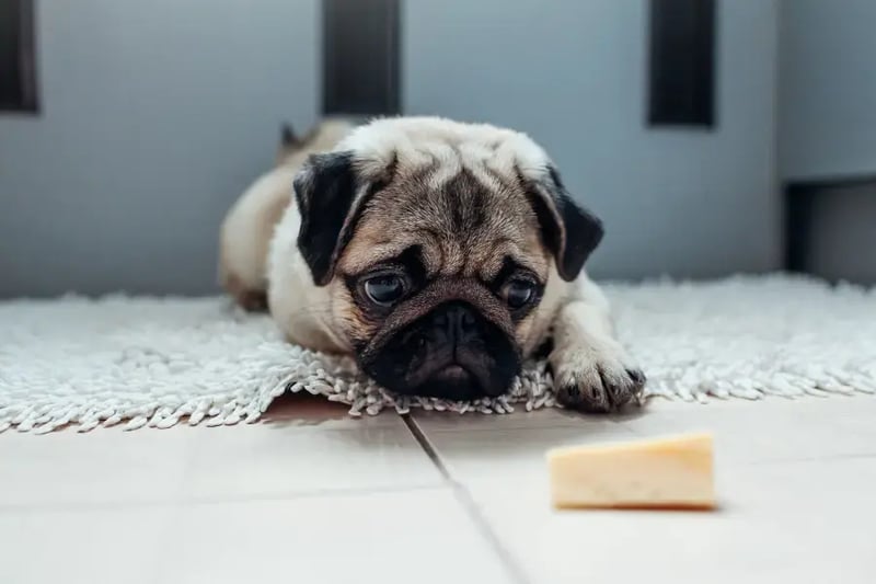 pug-with-big-eyes-staring-longingly-at-a-slice-of-white-cheese