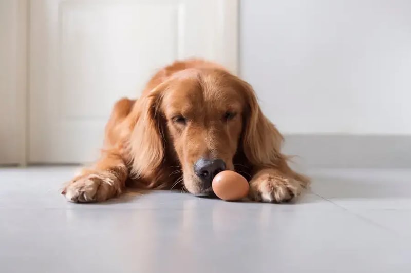 retriever-laying-on-floor-snifing-a-hard-boiled-egg