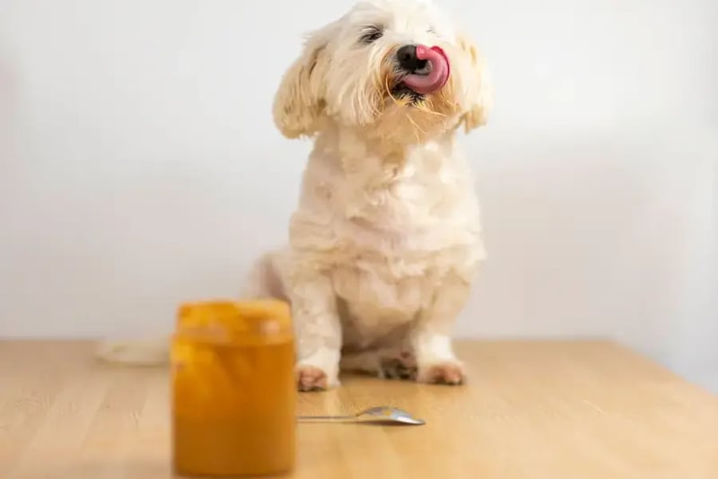 small-white-dog-licking-peanut-butter-off-muzzle-with-oeanut-buter-tub-in-foreground