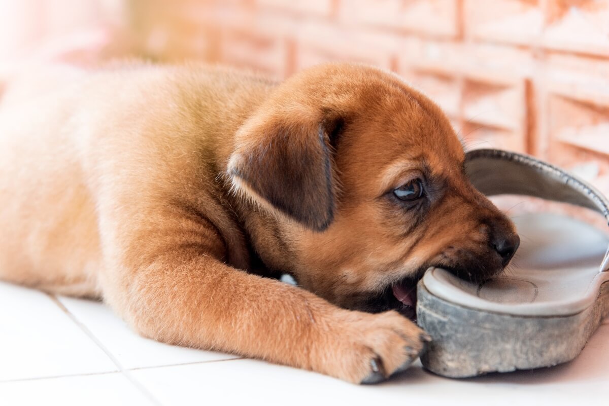 young-puppy-chewing-shoe