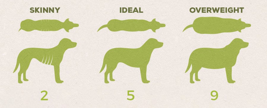 Is My Dog Fat? Learning the Ideal Weight For Your Dog