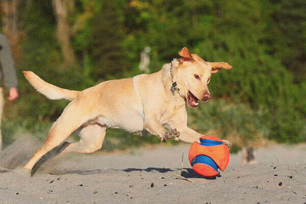 25 Best Outdoor Dog Toys for Summer