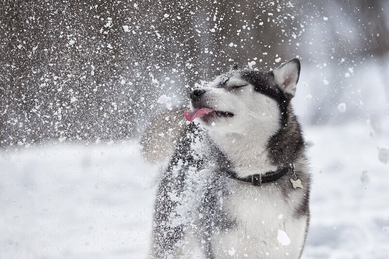 Beautiful-Siberian-husky-licks-the-snow-in-a-Park1