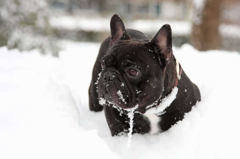 French-Bulldog-playing-in-the-snow