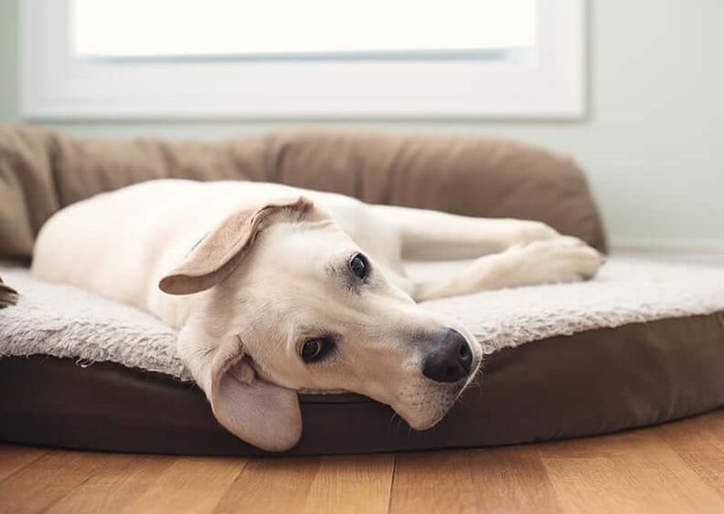 dog-bed-laundry-allergy
