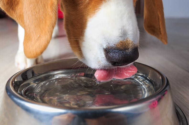 dog-drinking-water-hydration